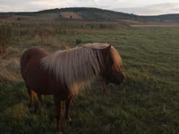 Mare, Australian Pony — photo 1