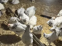 Brahma — foto 2