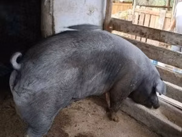 母猪, Pigs