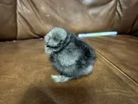 Ayam Cemani — photo 2