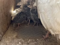 Turkeys — photo 5