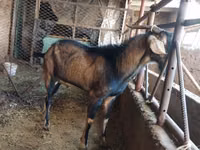 公山羊, Goats — 照片 1