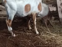 Cabro, Nubian Goat — foto 1