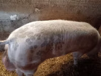Boar, Pigs — photo 2