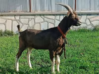 Goat, Toggenburg goat — photo 3