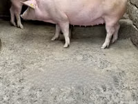 母猪 — 照片 2