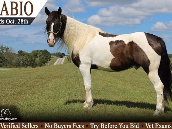 Horse (M), Gypsy horse