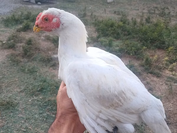Chickens