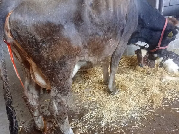 Cow, Russian Black pied cattle