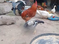 Chickens — Foto 2