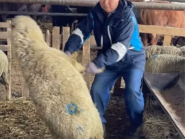 Schaf, Krasnoyarsk sheep