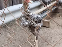 Czech Gold Brindled Hen — photo 6