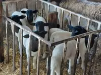 Oveja, Dorper sheep — foto 2