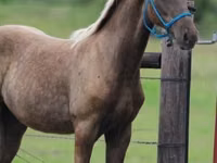 公马, Black Sea breed — 照片 3