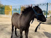 Horses (batch, sex not specified), Australian Pony — photo 2