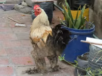 Brahma — Foto 1