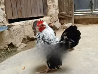 Shamo chickens — photo 1