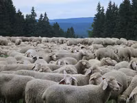 Sheep, Bessarabian sheep — photo 5