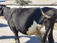 Cow, Holstein breed — photo 8