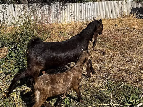 बकरी, Kamori goats