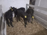 بقرة, سلالة هولشتاين — الصورة 2