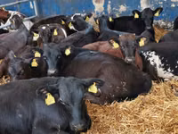 公牛, Simmental cattle — 照片 4