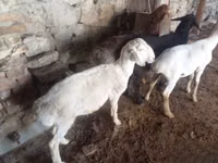 公羊, Rhon sheep — 照片 2