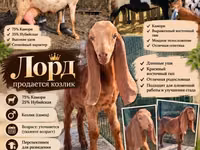 बकरा, Kamori goats — फ़ोटो 1