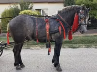 公马, Horses — 照片 5