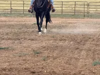 Mare, National Show Horse — photo 1