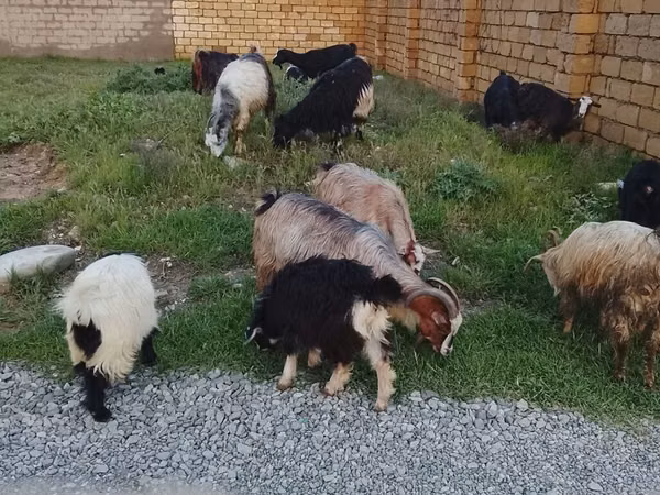 Cabras (lote, sexo no especificado), Cabras