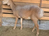 Sheep, Arashan sheep — photo 3
