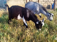 公山羊, Goats — 照片 2