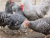 Chickens — Foto 5
