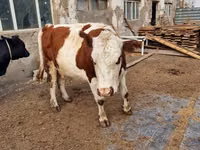 गाय, Swiss cattle — फ़ोटो 3