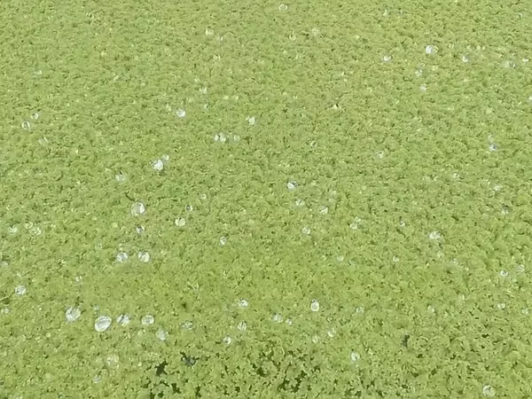 Azolla Seeds 1kg