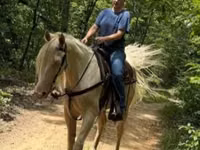 Horse (M), Kentucky mountain daddle horse — photo 4