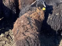 绵羊（批次，未指定性别）, Karachay sheep — 照片 3