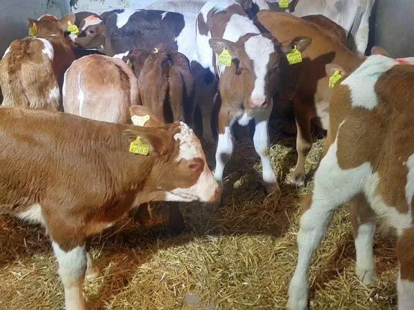 Toro, Simmental cattle