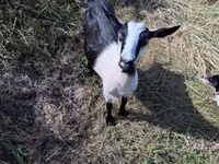 Goat, LaMancha goats — photo 4