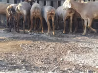 نعجة, Arashan sheep — الصورة 6