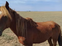 घोड़ा, Kazakh horse — फ़ोटो 1