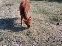 Cattle (batch, sex not specified), Cattle — photo 2