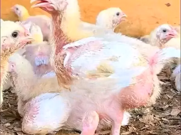 Chickens