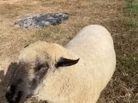 Carnero, Hampshire sheep — foto 1