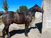 Horse (M), Karabair horse — photo 2