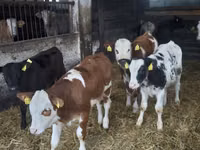 Cow, Cattle — photo 5