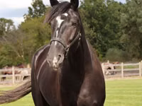 Hengst, Percheron — Foto 3