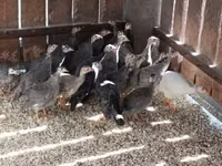 Guinea fowl — Foto 2