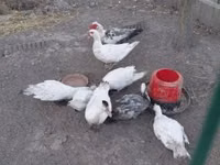 Ducks — Foto 1